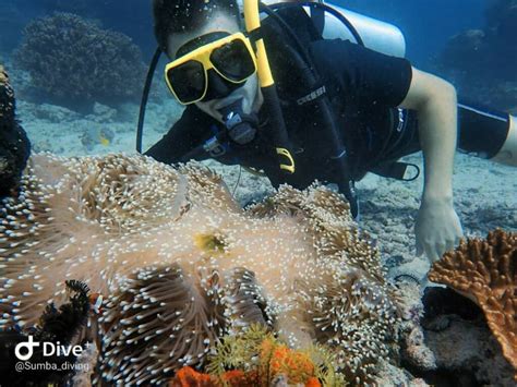 Baik ketajuban sang penulis puisi dengan alam itu sendiri, maupun rasa gelisah ketika alam sedang marah. 4 Info tentang Pelabuhan Bina Natu Sumba