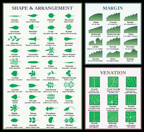Free Printable Leaf Identification Chart
