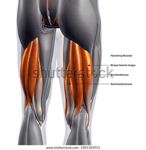 Hamstring Muscles Labeled Male Posterior 3d Stock Illustration 1401183953