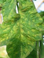 The black spots and brown spots are indicators of this. Tomato Leaf Mold