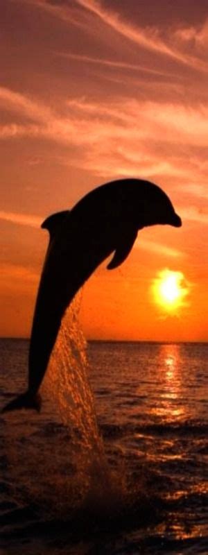 Bottlenosed Dolphin Leaping At Sunset Photographic Print Dolphins