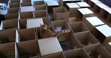 Cat Owner Creates Epic 50 Box Cat Maze And Its Not To Be Missed The