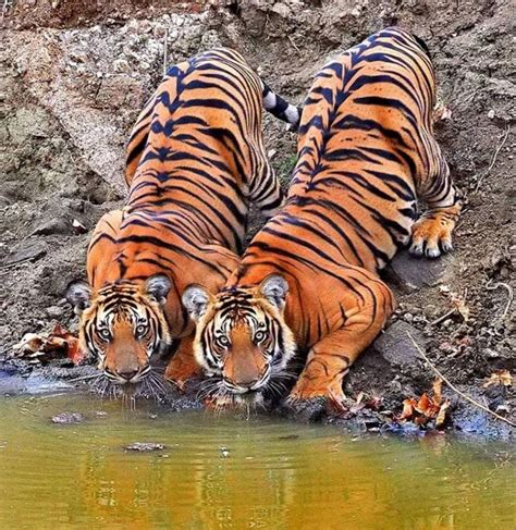 Psbattle Tiger Siblings Photoshopbattles