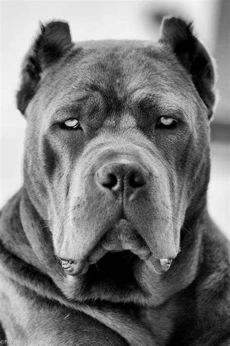 23 White King Cane Corso Dogs Picture Bleumoonproductions