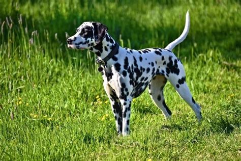 Liver Spotted Dalmatian Everything You Need To Know Prefurred
