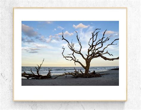 Driftwood Beach Instant Digital Download Jekyll Island Ga Etsy