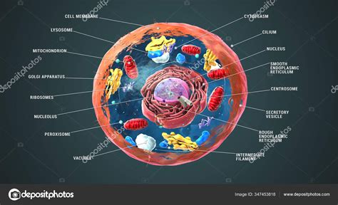 Célula Eucariótica Etiquetada Núcleo Orgánulos Membrana Plasmática
