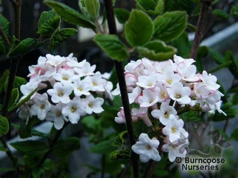 Ramorum is a notifiable disease in the context of p. Viburnum X Burkwoodii 'Anne Russell' from Burncoose Nurseries