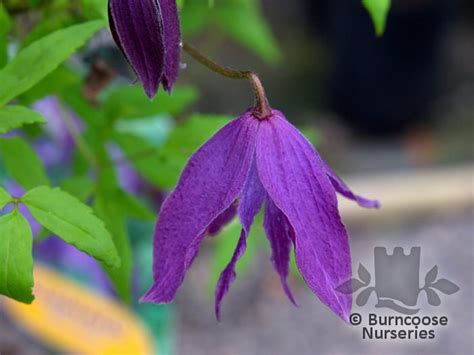 5 inch brede bloemen worden gedragen door de groei van vorig jaar van de lente tot de vroege zomer. Clematis Macropetala 'Blue Bird' from Burncoose Nurseries