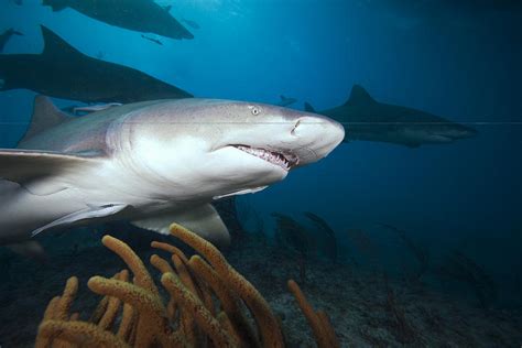 Lemon Shark Photograph By Dave Fleetham Pixels