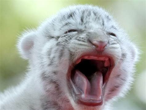 Luther Vandross White Tiger Cubs With Blue Eyes