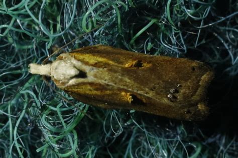 Tufted Button Acleris Cristana · Inaturalist