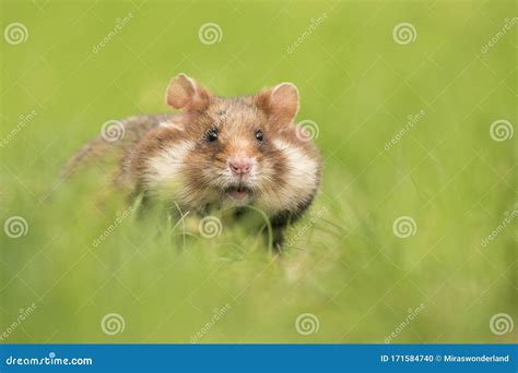 Adorable Black Bellied Hamster In A Green Grass Field Stock Photo