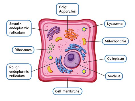 Animal Cell Diagram Students Can Stick And Organise Contents Inside A