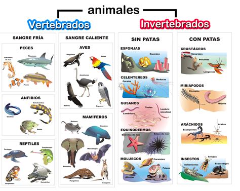 animais vertebrados e invertebrados classifica o e fotos animais the best porn website