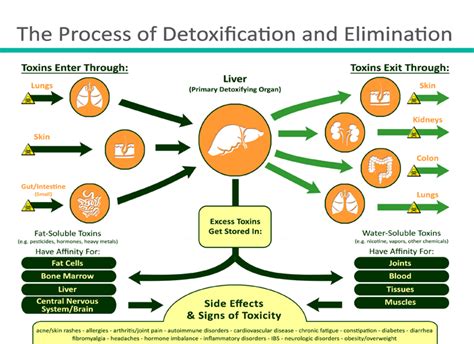 Understanding The Basics Of Detoxification Why Is That Important