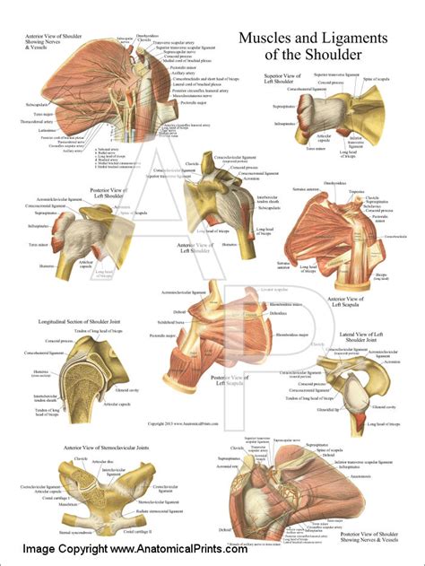 Muscles And Ligaments Of The Shoulder Poster