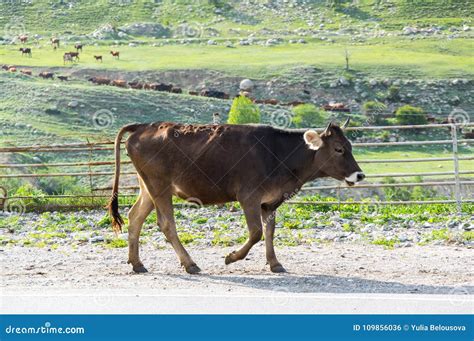 Cow In Baksan Gorge In The Caucasus Mountains In Russia Stock Photo