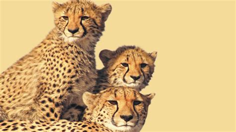 Reintroduction Of Cheetah In India To Strengthen The Biodiversity Ag