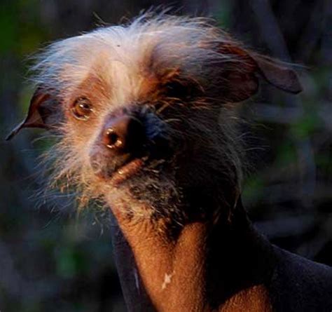 Meet The Worlds Ugliest Dog Photos Image 21 Abc News