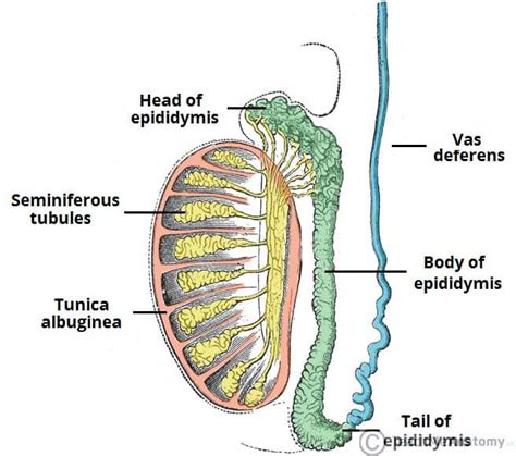The Testes And Epididymus Structure Vasculature Teachmeanatomy
