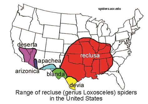 Brown Recluse Spider Loxosceles Reclusa Vector Control Services