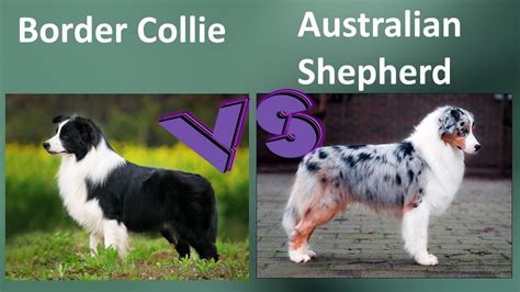 Border Collie Vs Australian Shepherd Breed Comparison Youtube