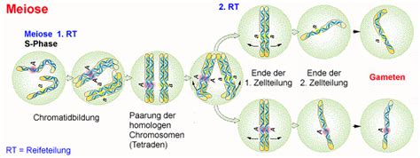 Doppelter chromosomensatz, beim menschen 46 chromosomen. Chromosomen und Chromatin — Theoretisches Material ...