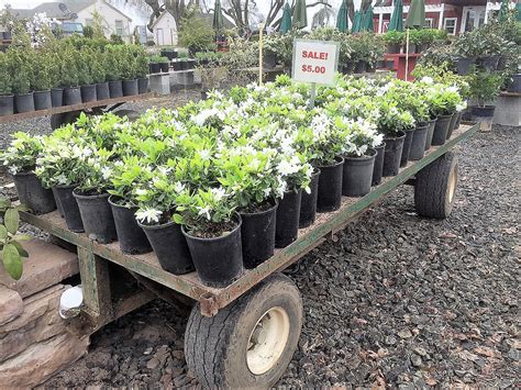 Twin oaks nursery is a building in louisiana. Twin Oaks Nursery