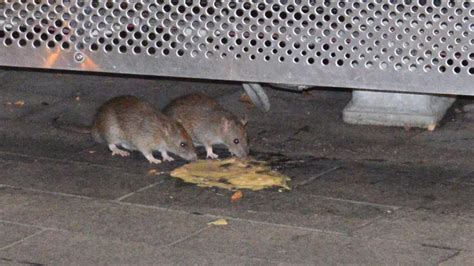 Adelaide Rat Pack Grows While People Are Absent From Cbd The Mercury