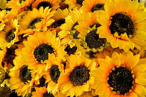 Flowers Yellow Sunflowers Free Photo On Pixabay Pixabay