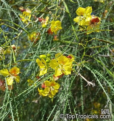 Parkinsonia Aculeata Jerusalem Thorn