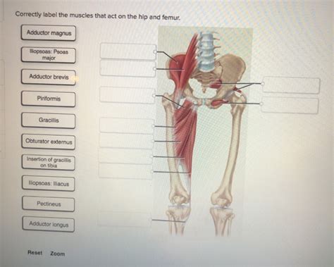 Solved Correctly Label The Muscles That Act On The Hip And