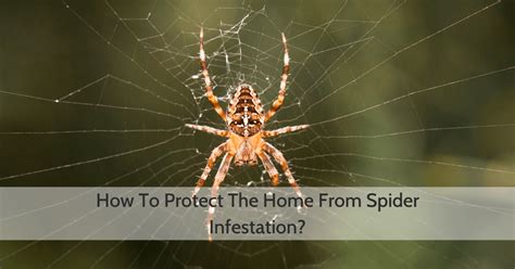 How To Protect The Home From Spider Infestation