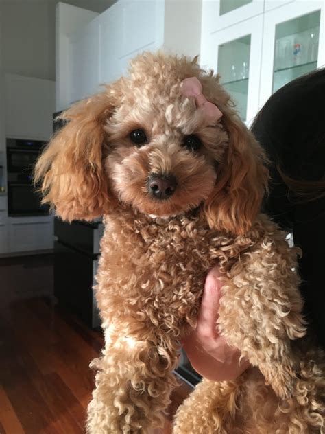 Purebred Toy Poodle Puppies Petsforhomes