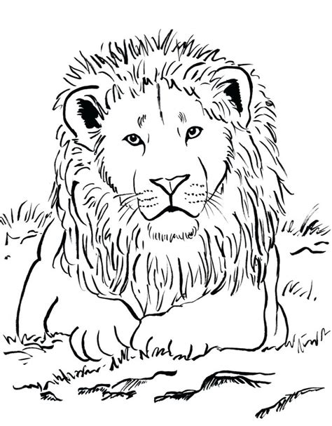 Adult Coloring Pages Lion At Getdrawings Free Download