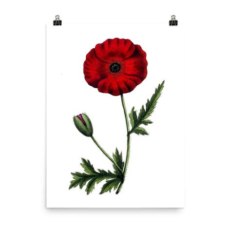 Red Poppy Papaver Rhoeas Botanical Illustration Poster