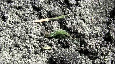 Warning Before You Attack Army Worm And Lawn Grubs Watch This Video