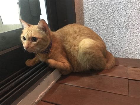 How does the pet microchip search work? Domestic Short Hair Cat Found - 3 Years, Ginger/yellow Cat ...