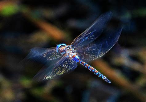 Dragonfly In Flight Photograph By Lowell Monke