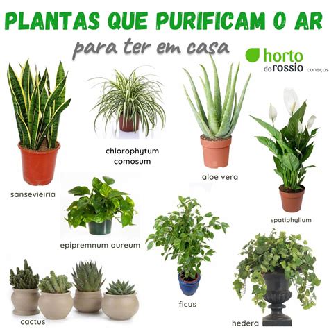 Purificam O Ar E Servem De Alimentos