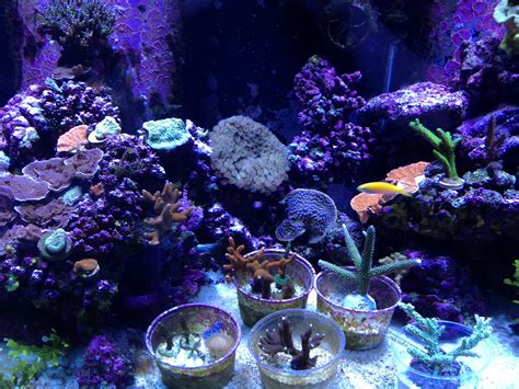 My 120 Gallon Reef Aquarium Reef Aquarium Aquariums Saltwater Gallon