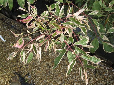 Philodendron 'birkin' is a stunning variety that develops pure white pinstripes on its foliage, growing ever more variegated as the plant matures. Variegated Box Elder - Acer negundo Flamingo « Chew Valley ...