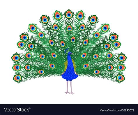 Beautiful Peacock Cartoon Bird Royalty Free Vector Image