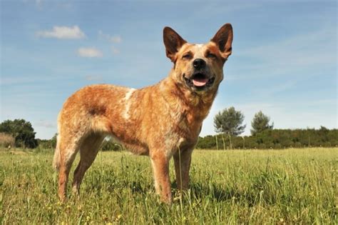 Red Heeler Breed Info Can You Handle This Canine Cowboy