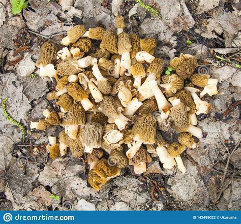 Bunch Of Morel Mushrooms On Fallen Leaves Stock Photo - Image of ...