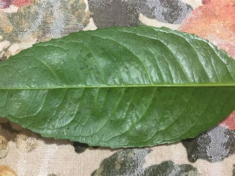Yellow leaves are often an indicator of insufficient nitrogen. Ask a Question forum→My Lemon has yellow spots on leaves ...