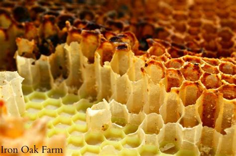 How Do Bees Make Honeycombs And Why Do They Build It In A Hexagon Shape