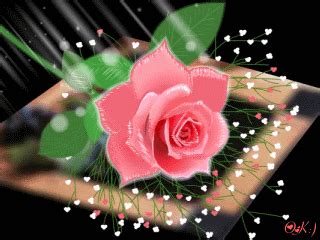 About storyblocks flower motion backgrounds. Download Animated 320x240 «Pink Rose» Cell Phone Wallpaper. Category: Flowers | GIF-FLORAL ...