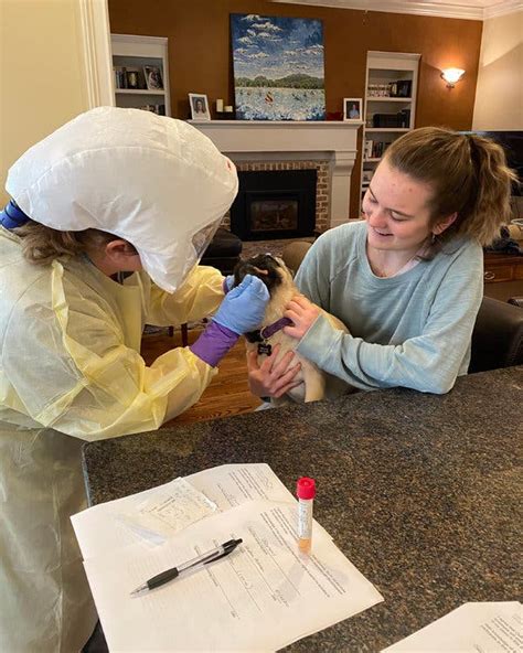 Pug In North Carolina Tests Positive For Coronavirus Researchers Say